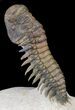 Flying Crotalocephalina Trilobite - Huge Specimen #39115-5
